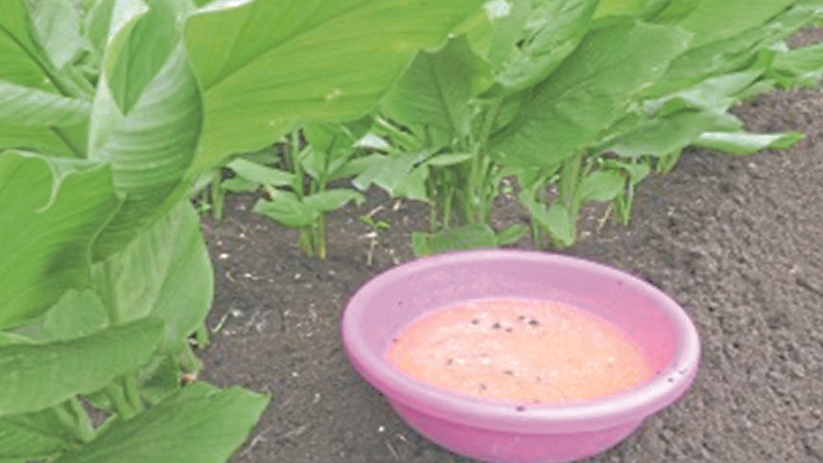 Crop Protection