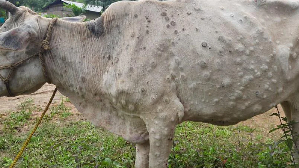 Lumpy Skin Disease