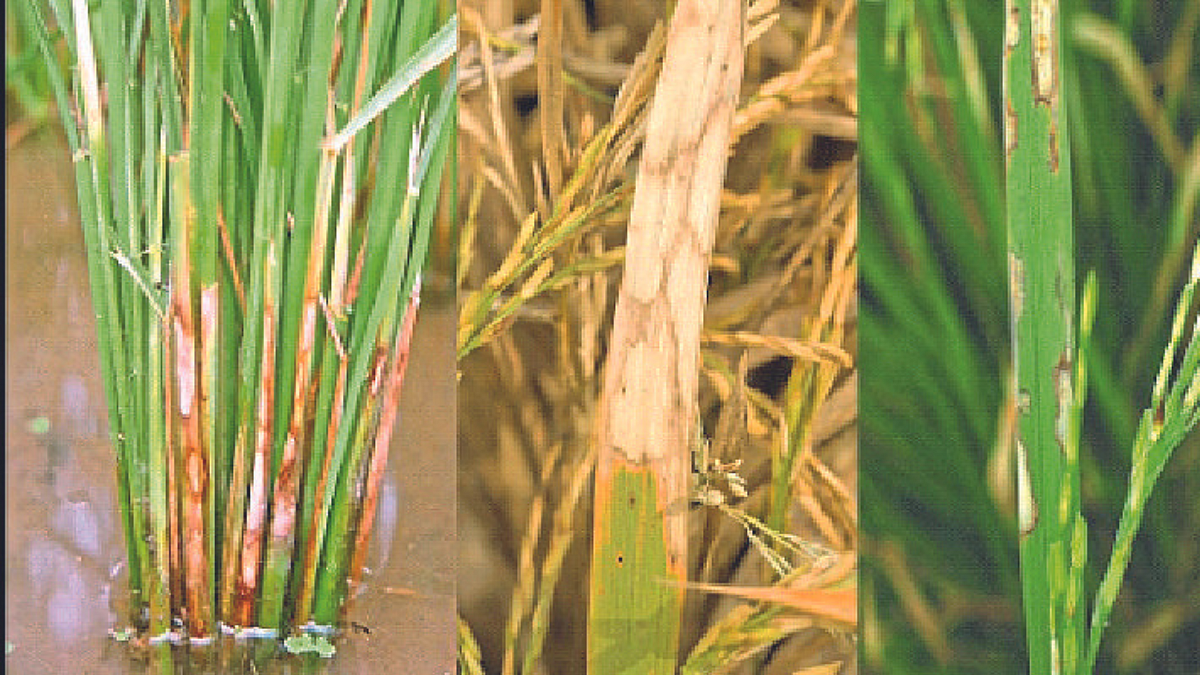 Paddy Crop Management