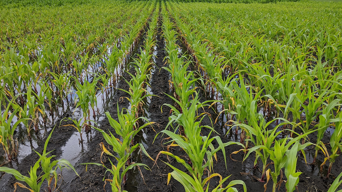 Crop Damage
