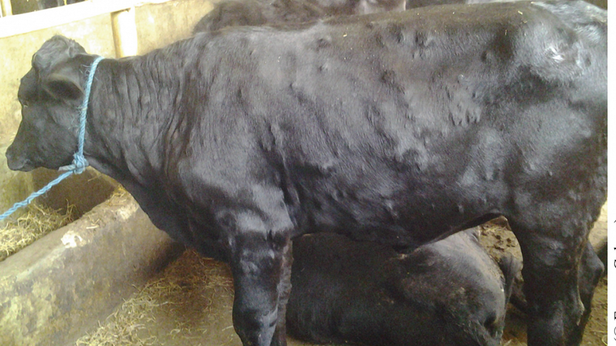 Lumpy Skin Disease