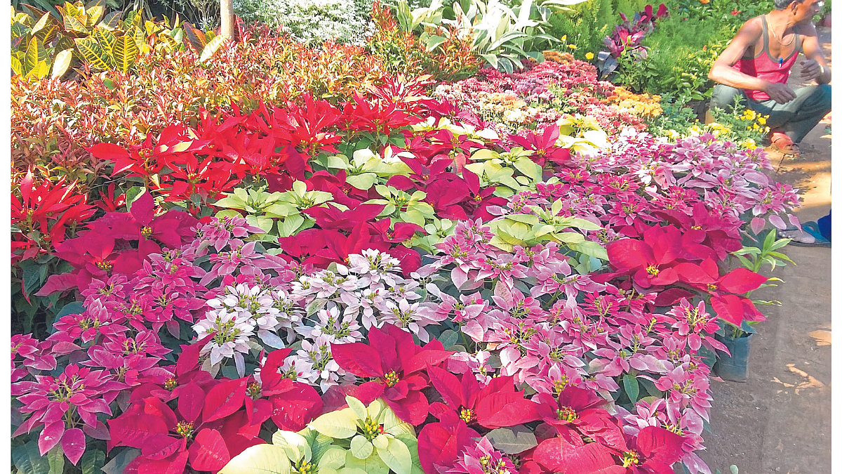 Flower Farming