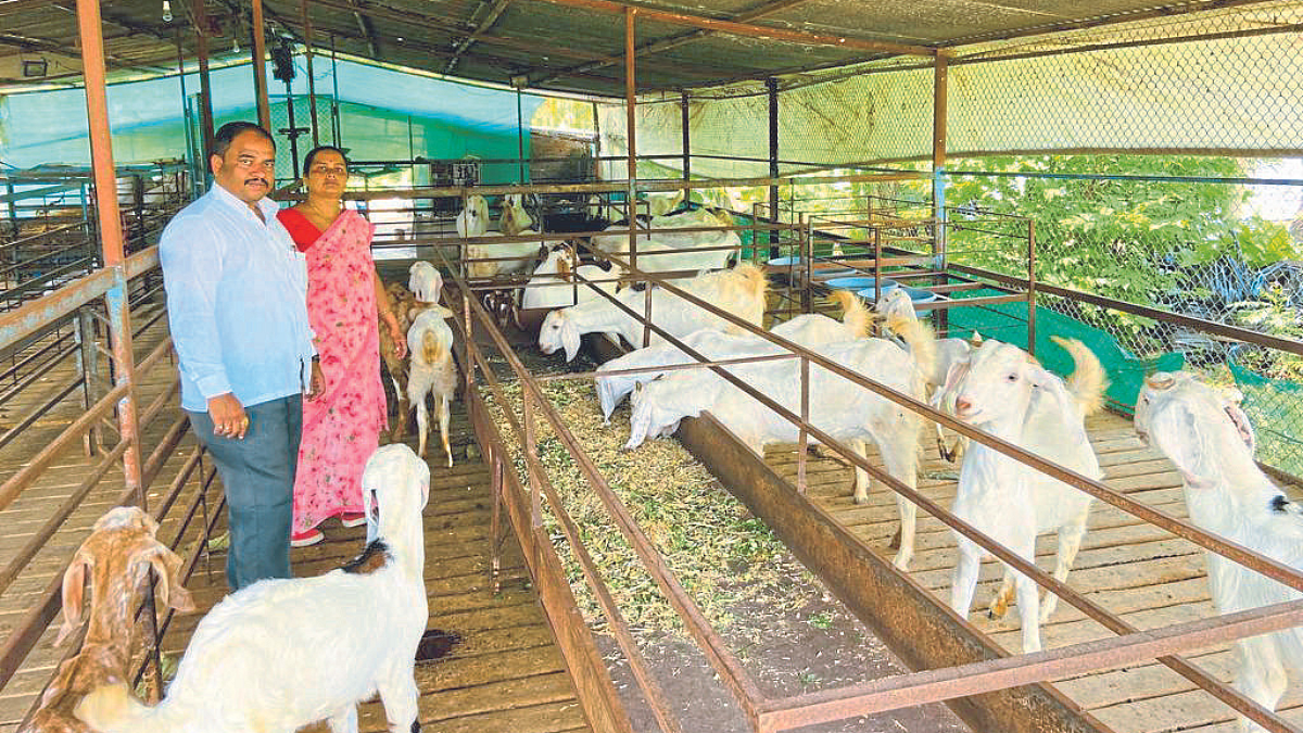 Goat Farming