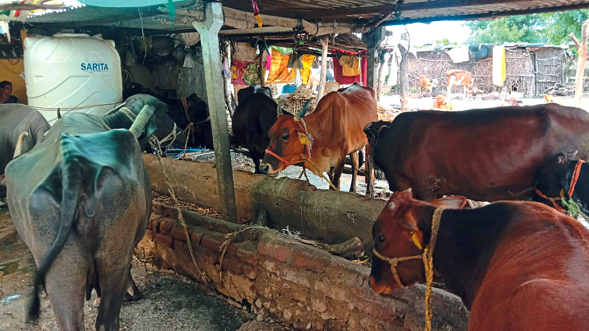 Dairy Farming