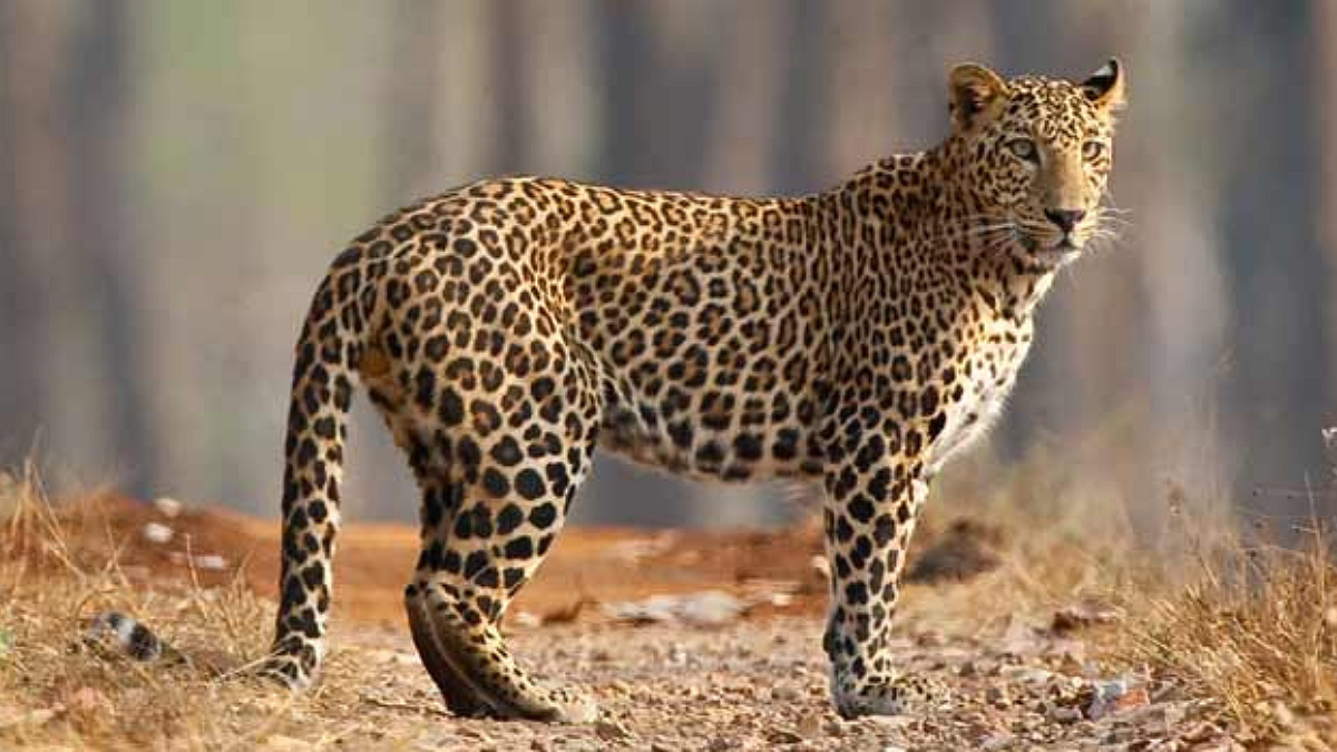 Leopard