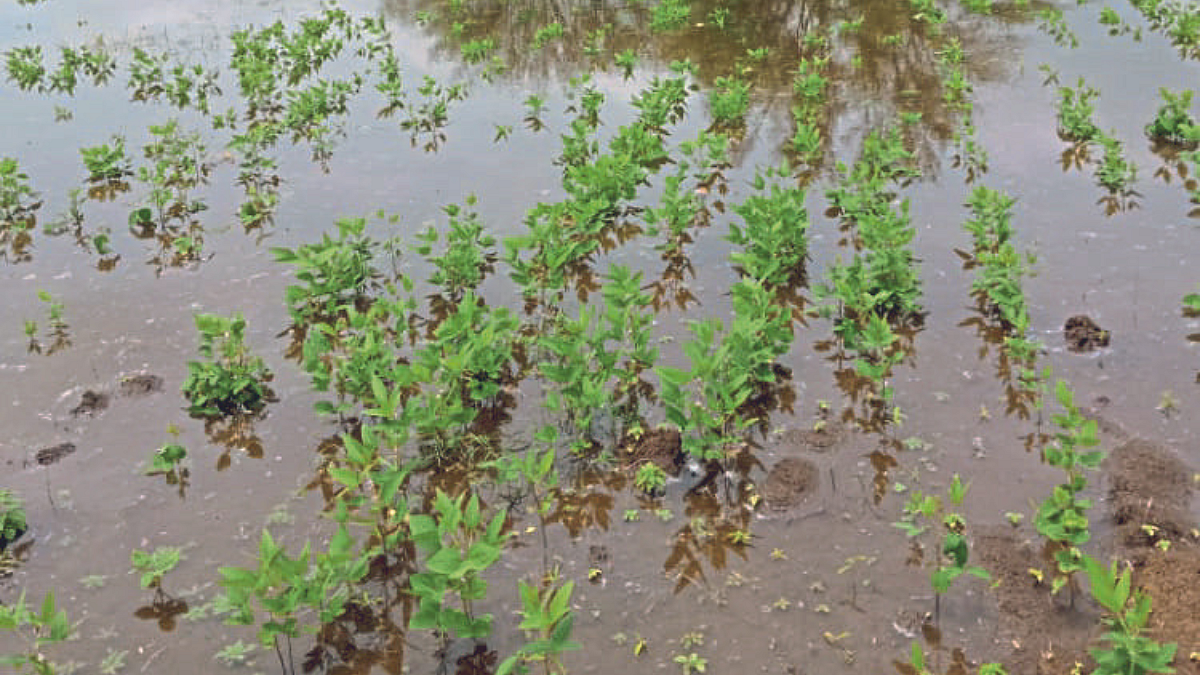 Crop Damage
