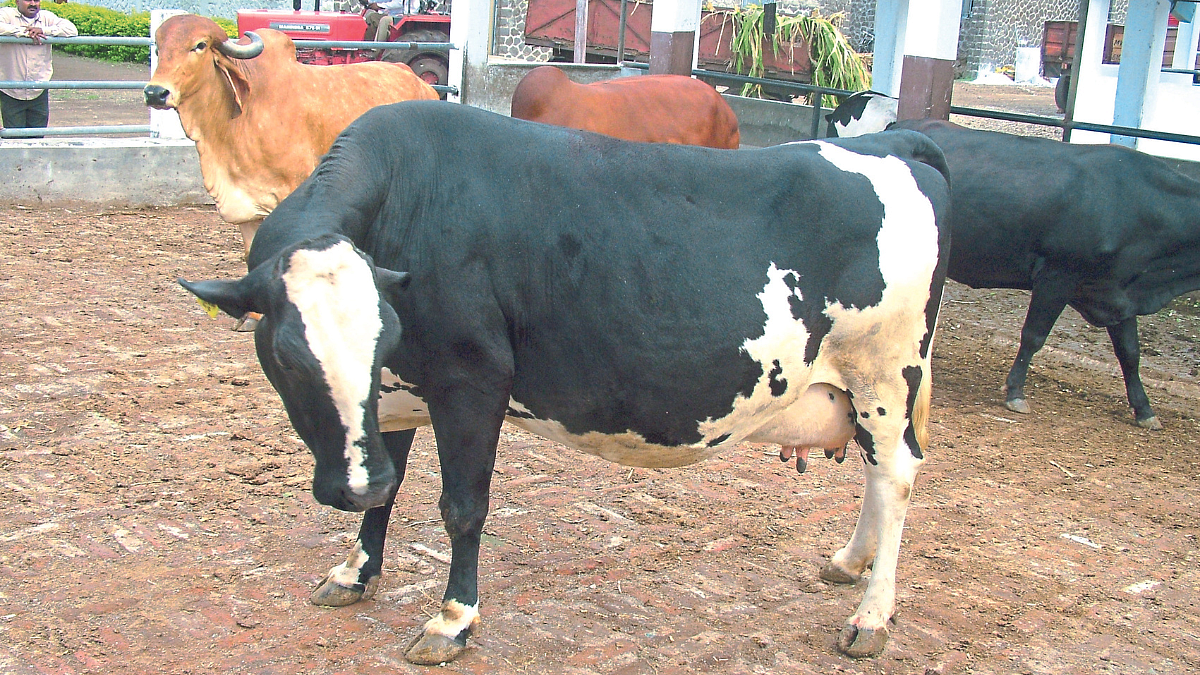 Cow Abortion