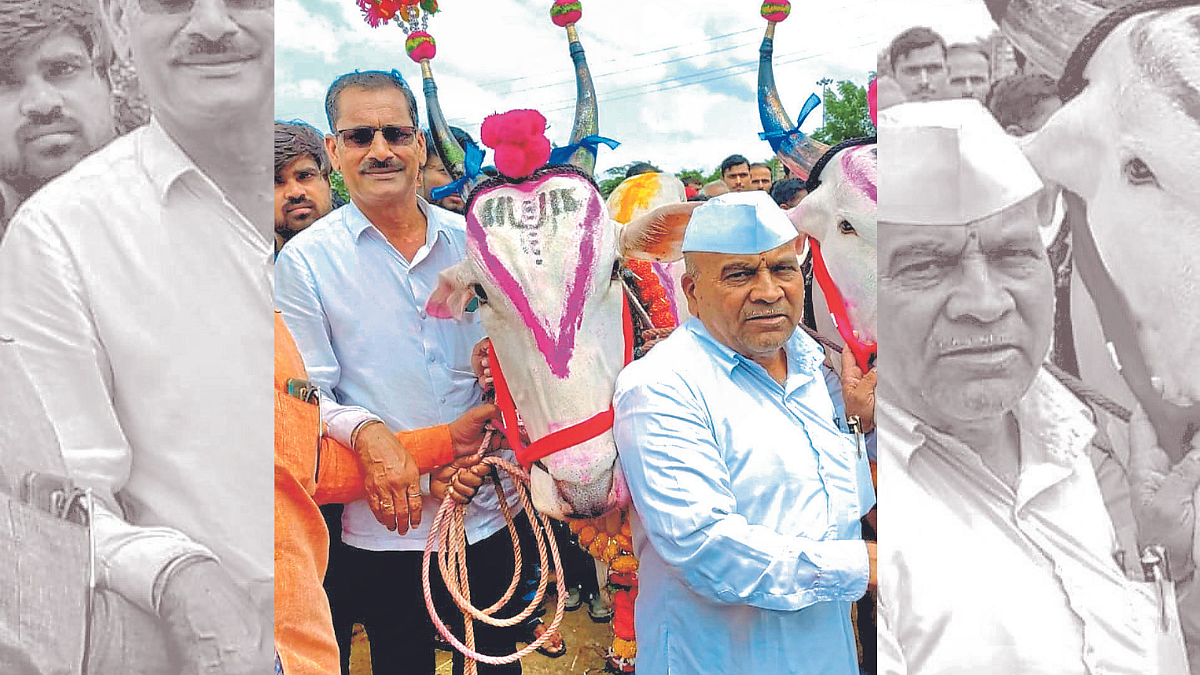 Khilar Bull