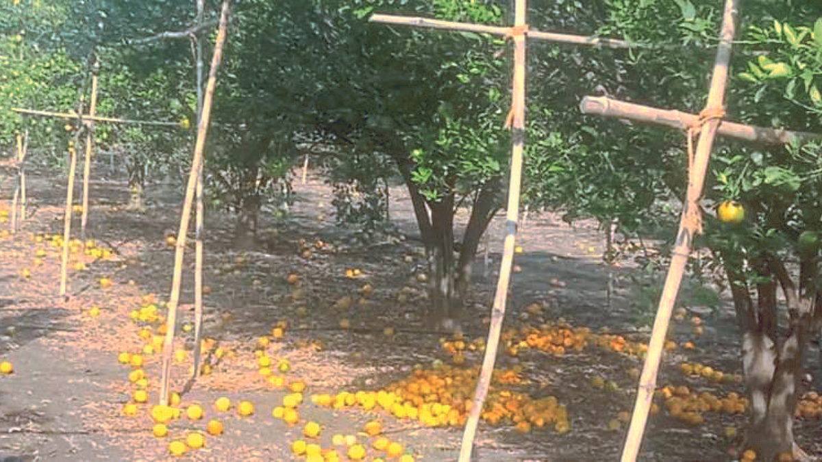 Orange