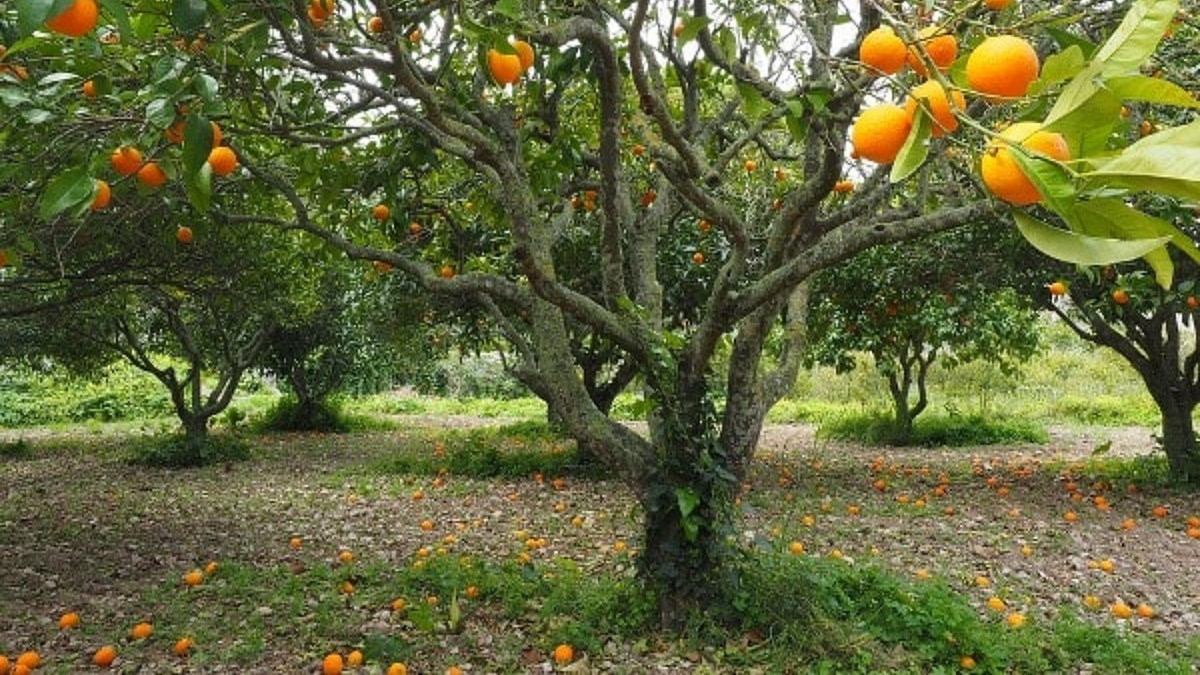 Orange
