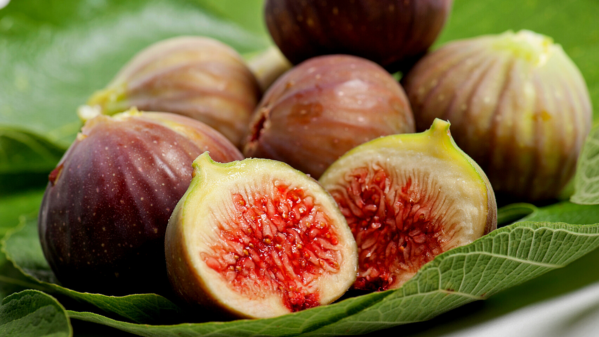 Fig