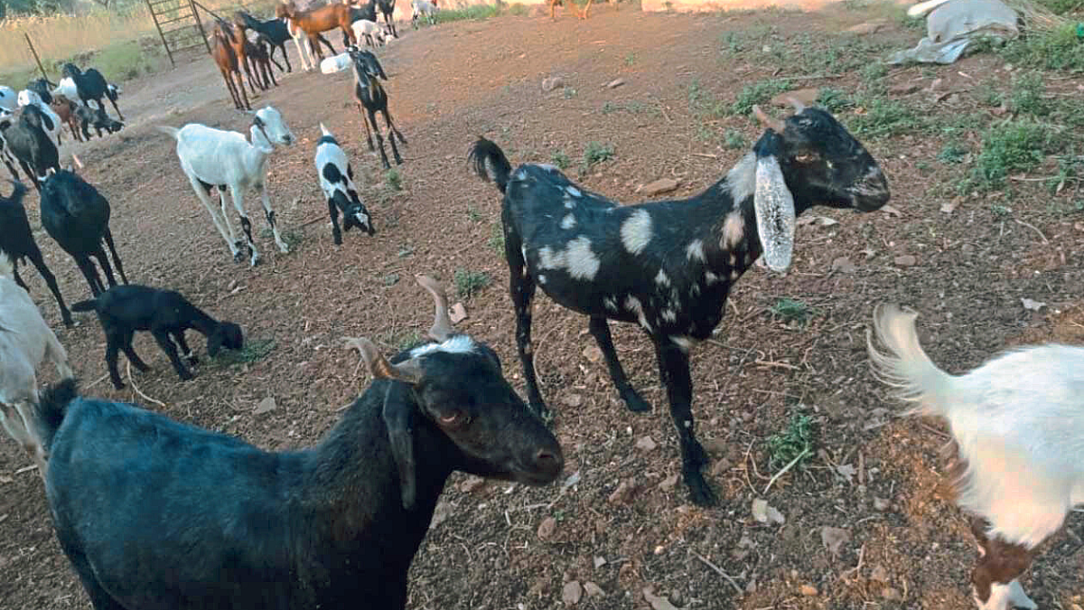 Goat Farming