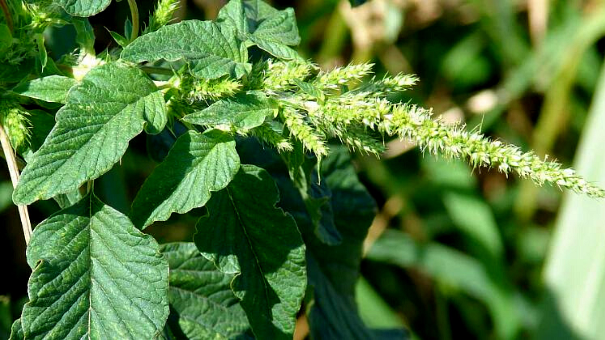 Wild Vegetable