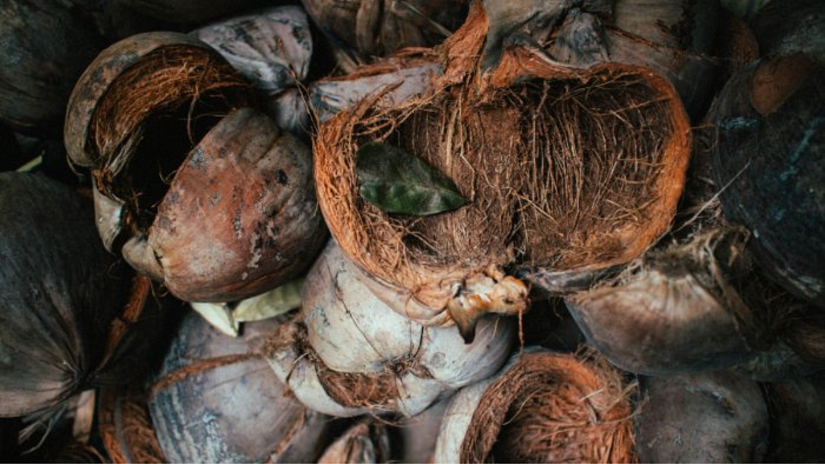 Coconut Shell