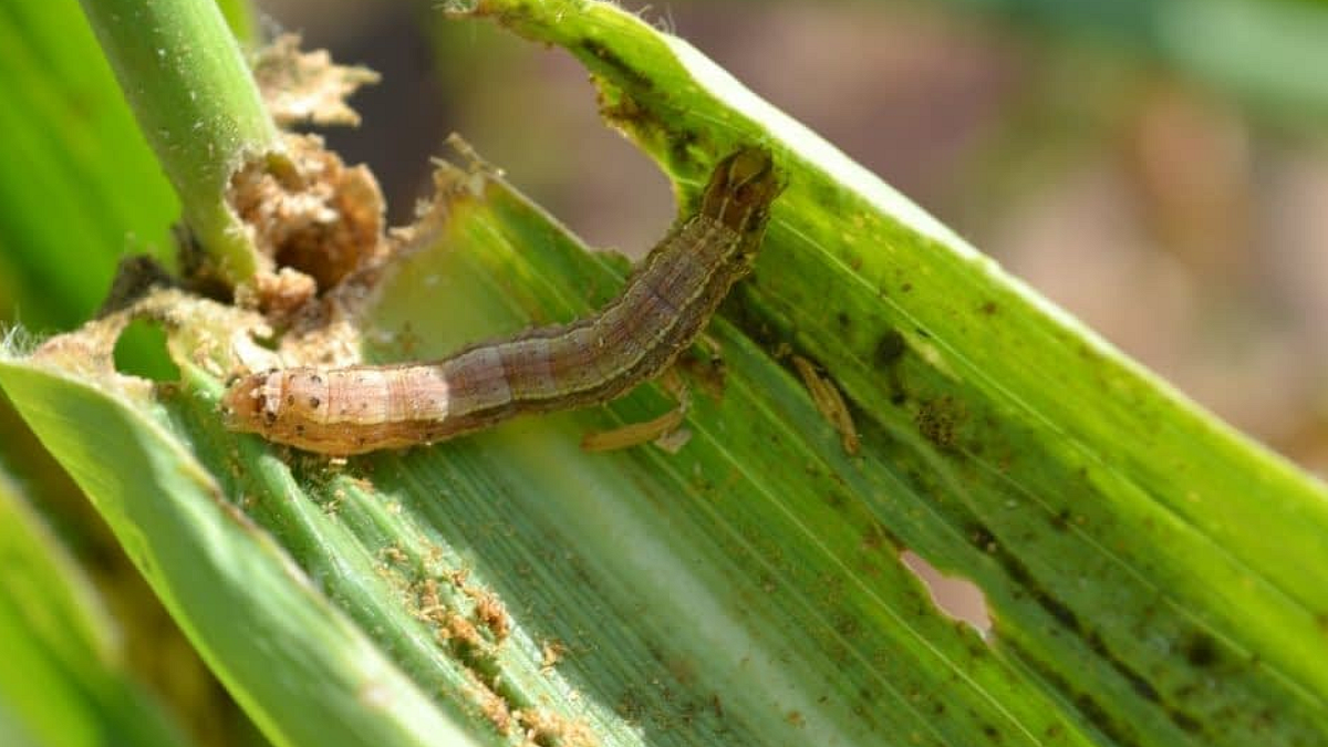 Pest Control