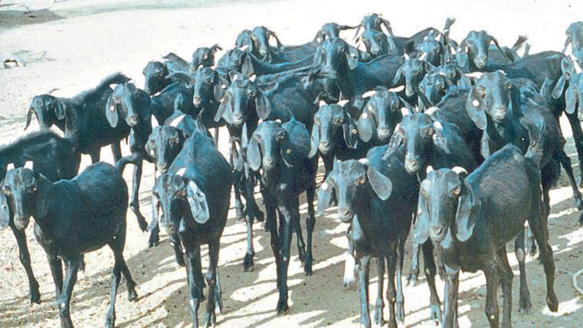 Goat Farming