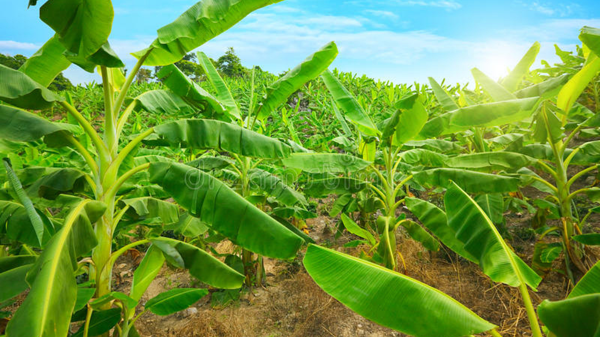 Banana