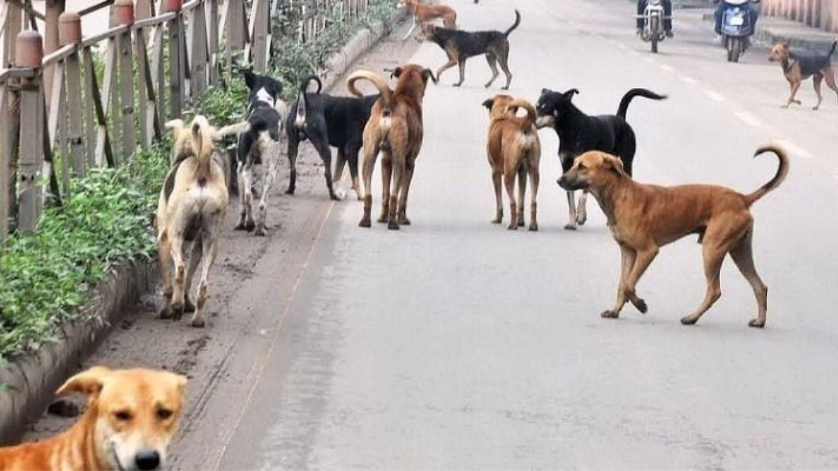 Stray Dogs