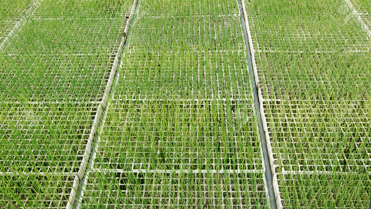 Onion nurseries