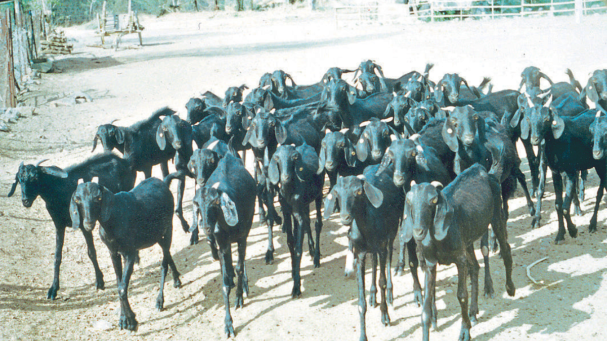Goat Farming