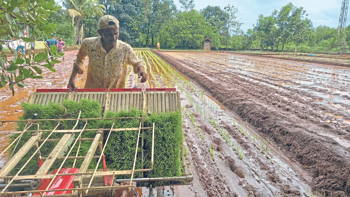 Paddy Cultivation