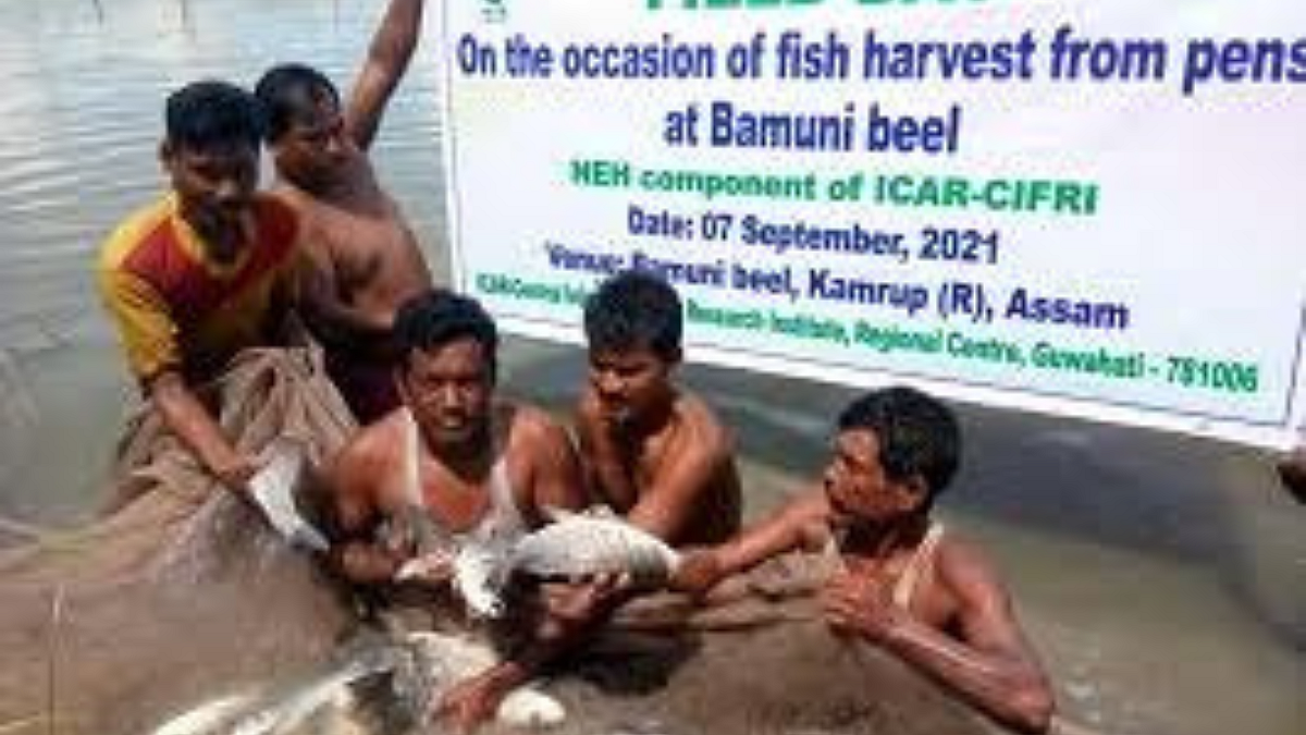 Fish Farming
