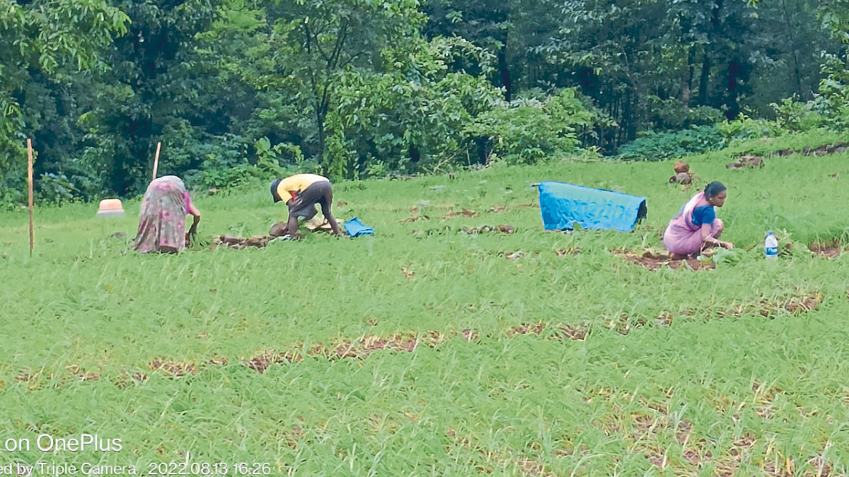 Ragi
