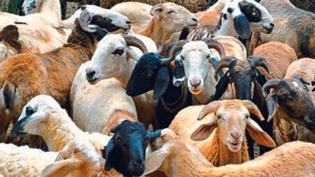 Goat Farming