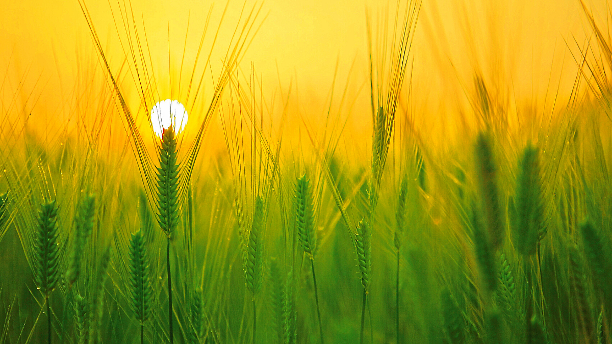 Natural Farming