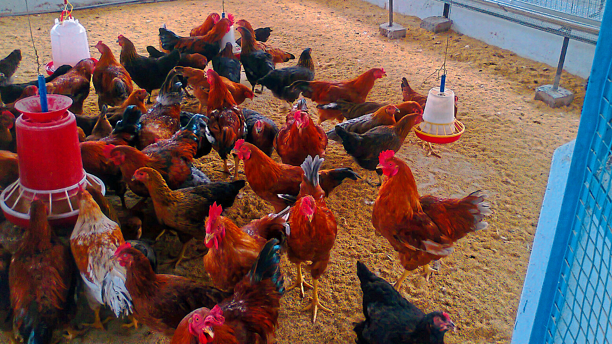 Poultry