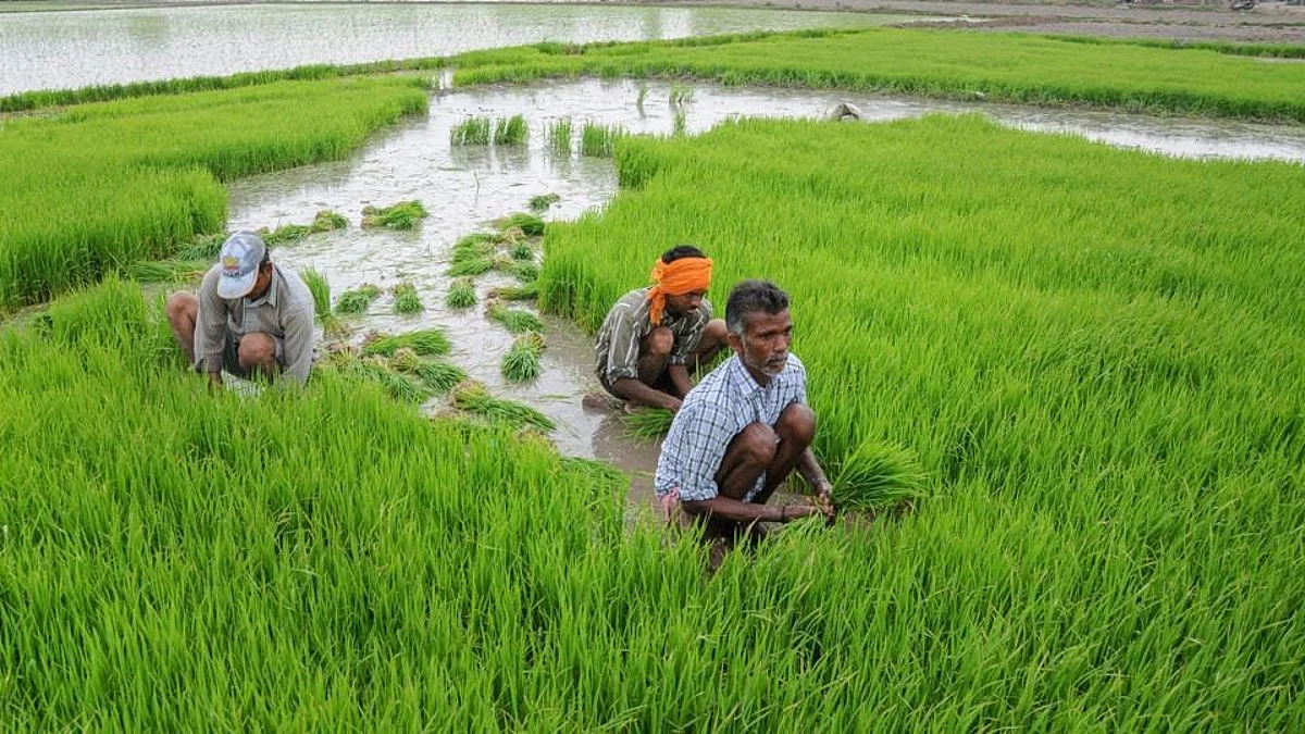 Paddy Cultivation
