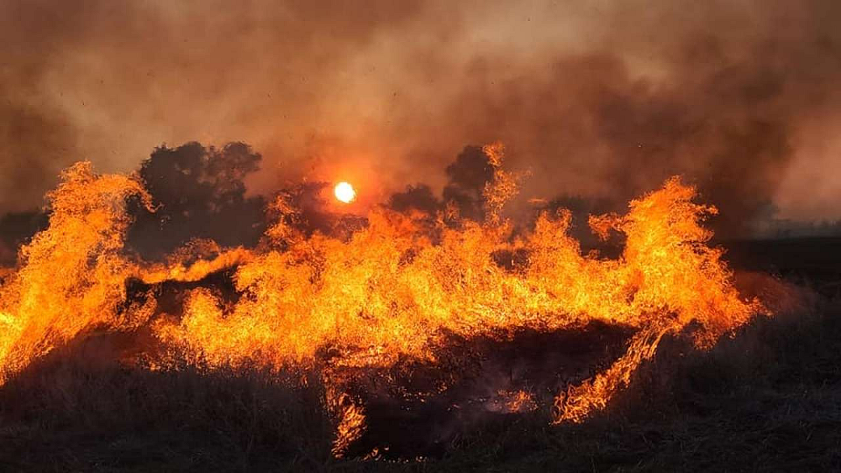 Stubble burning