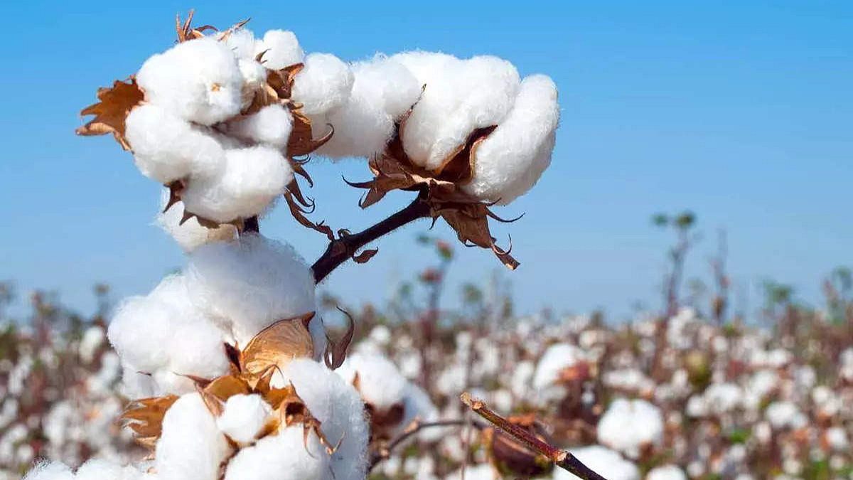 Cotton Production