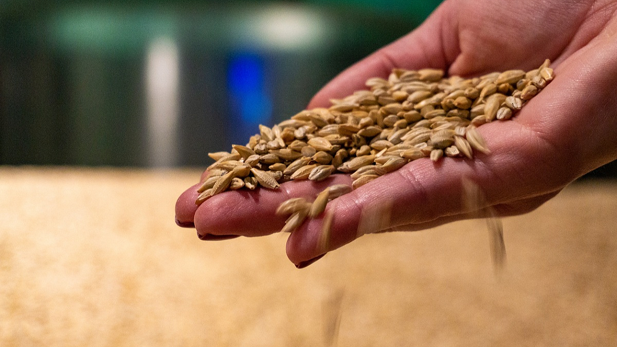 Wheat Price
