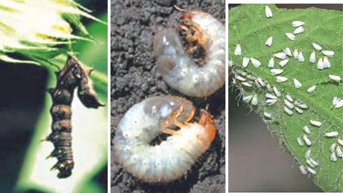 Crop Protection