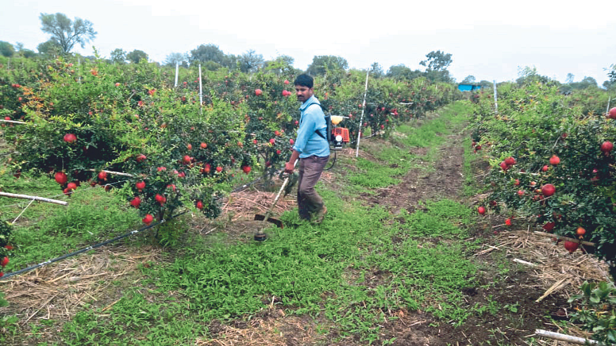 Weed Control