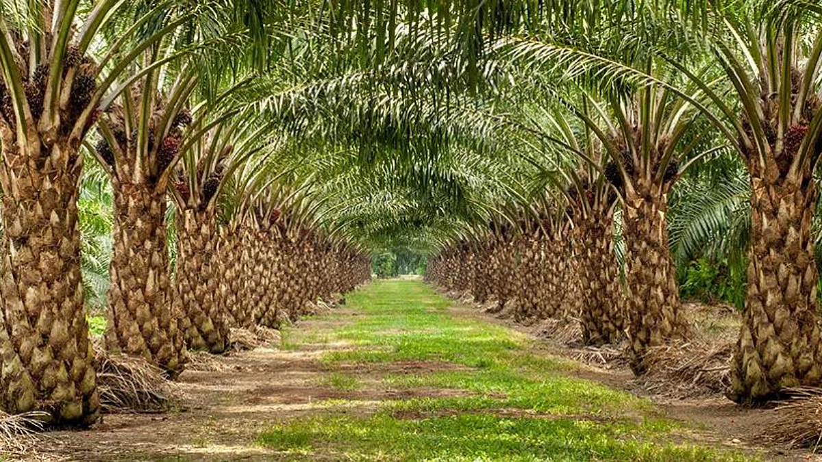 Palm Cultivation