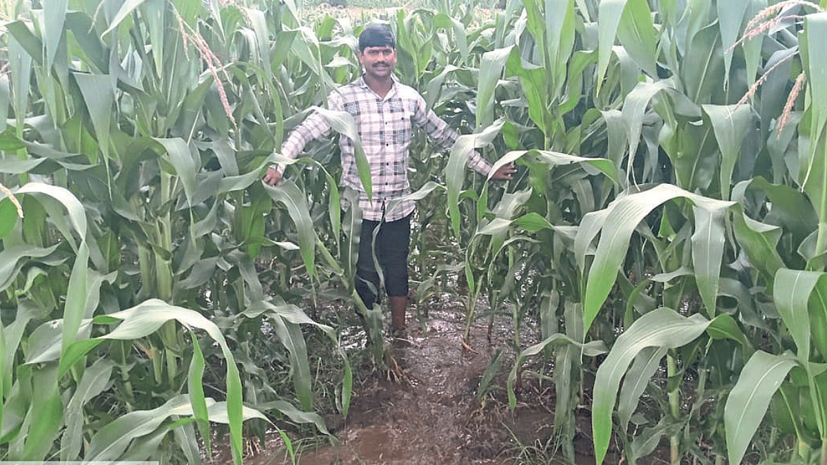 Crop Damage