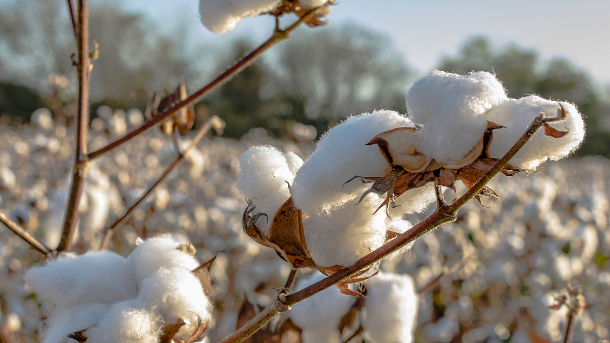 Cotton