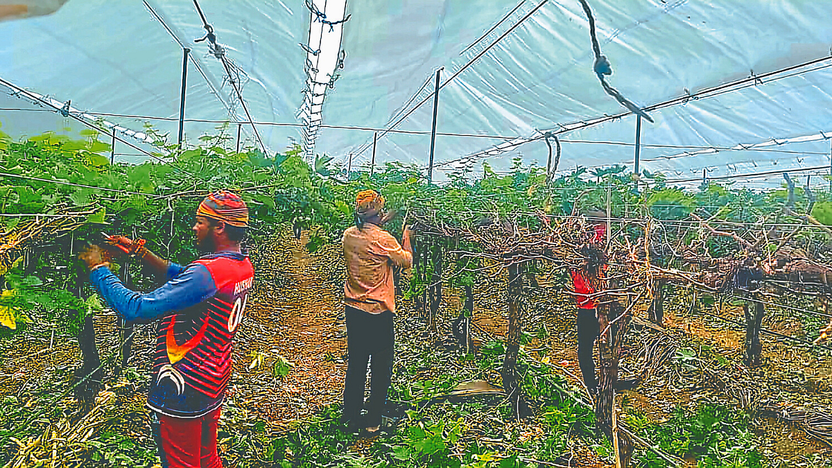 Grape Framing