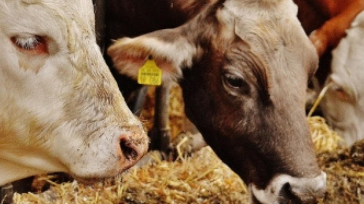 Why should milch animals be given mineral mixtures?