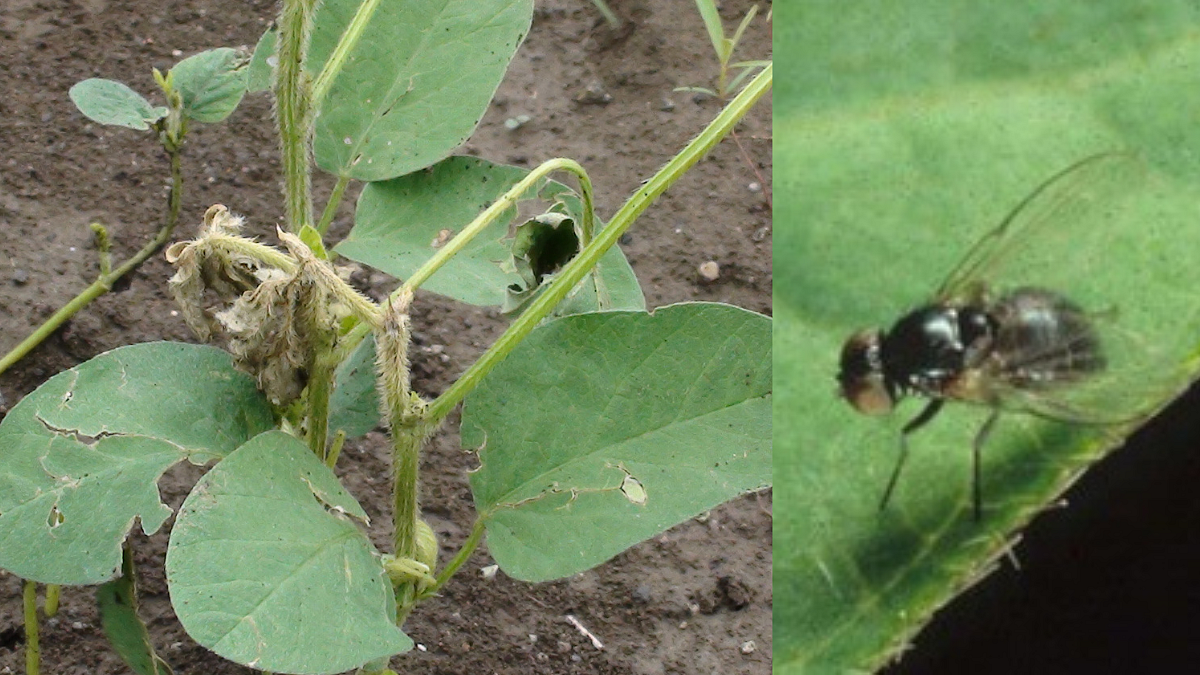 Soybean Stem Fly