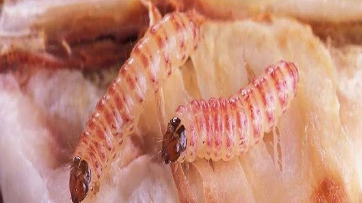 Pink Boll worm