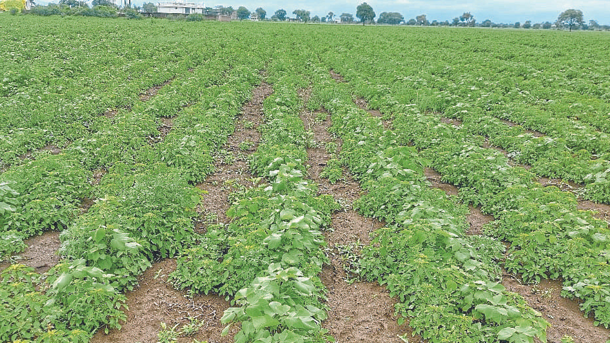 Weed Control