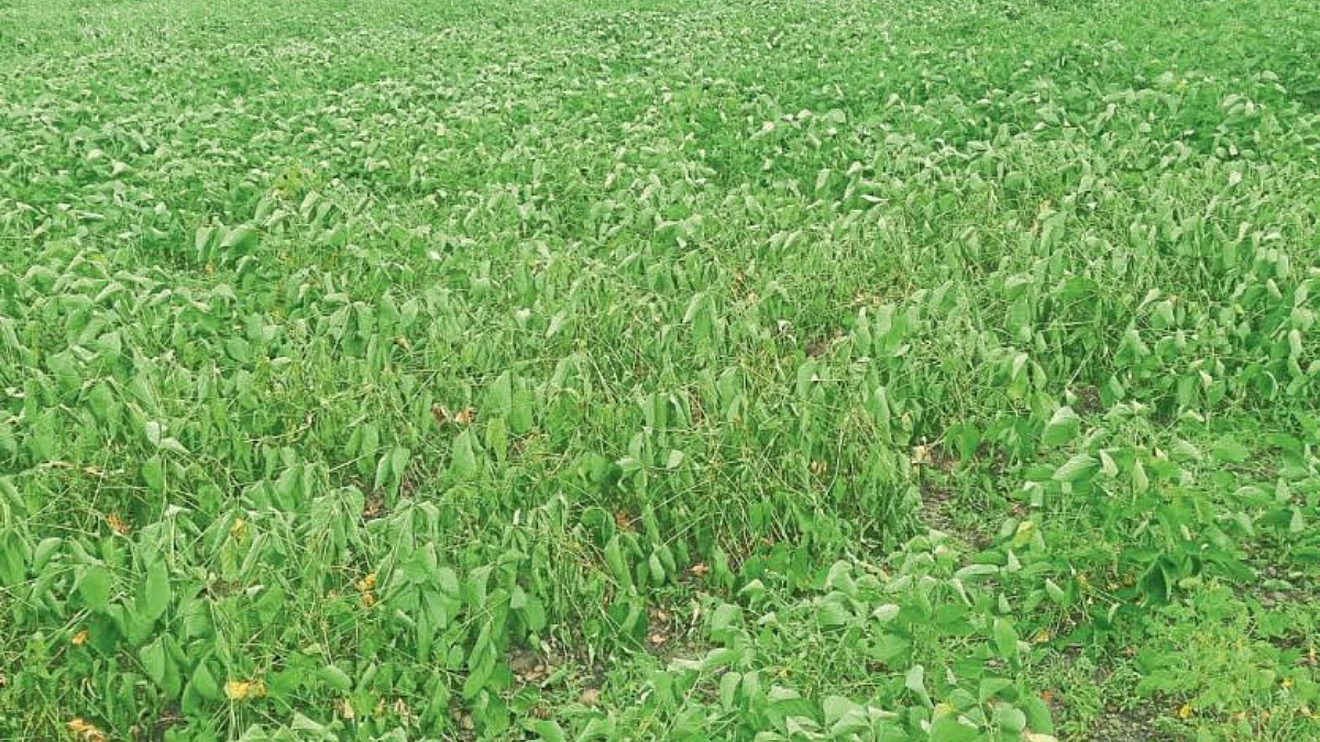 Crop Damage