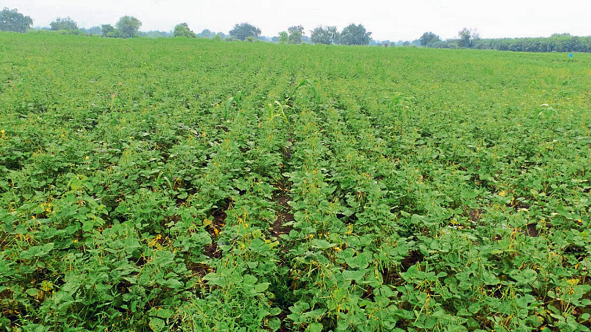 Green Gram Cultivation