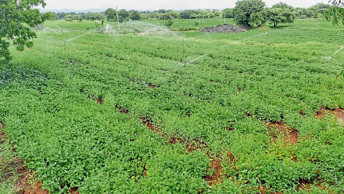 Crop Damage