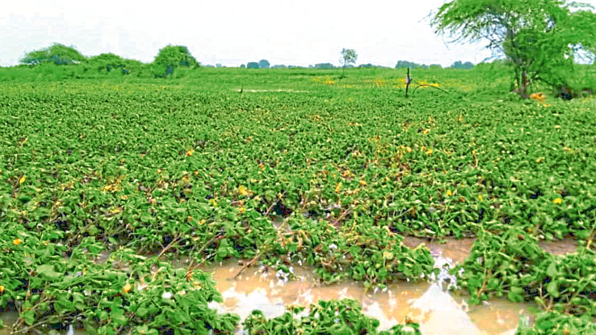 Crop Damage