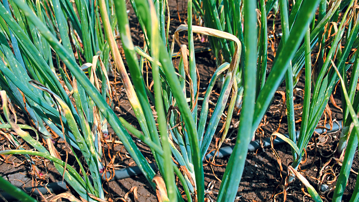 Onion