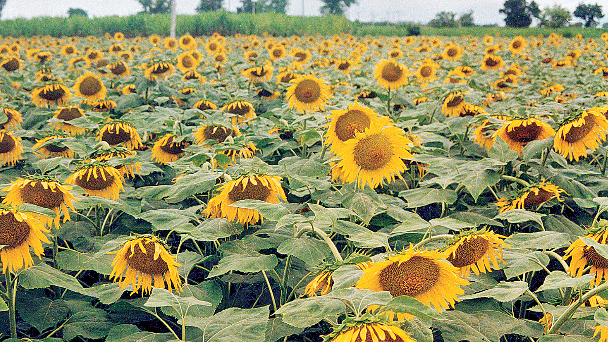 Sunflower Cultivation